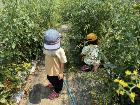 わたしの日常（野菜狩り、果物狩り）